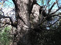 stagno di Serruggeri-Castanea sativa 201011121 032